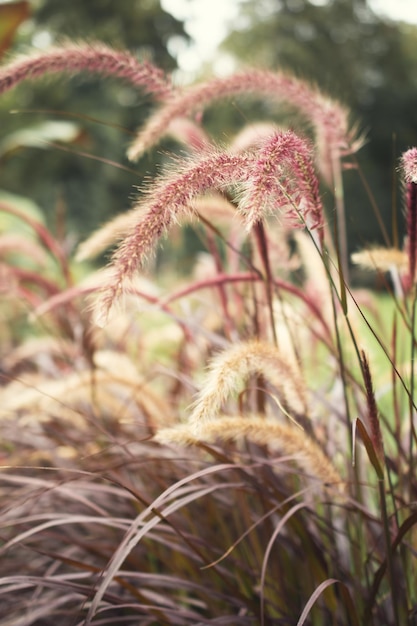 Grama de Pampas Reed Fundo natural abstrato