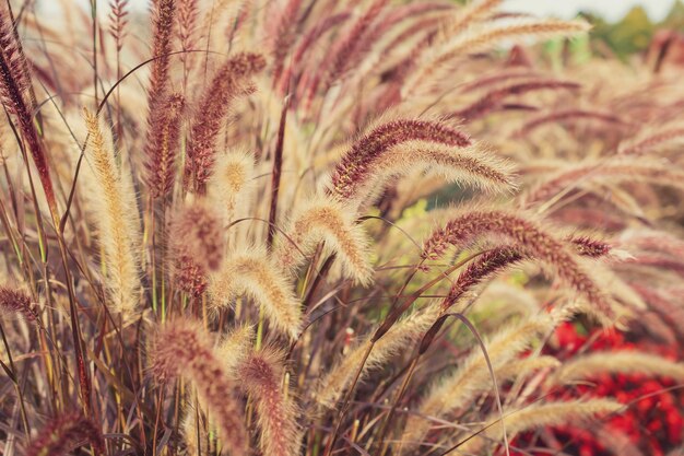 Grama de Pampas Reed Fundo natural abstrato