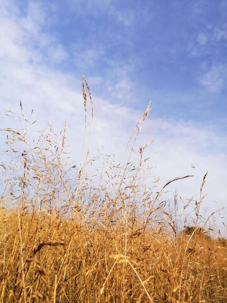 Grama de prado contra o céu azul com espaço de cópia de paisagem de nuvens brancas