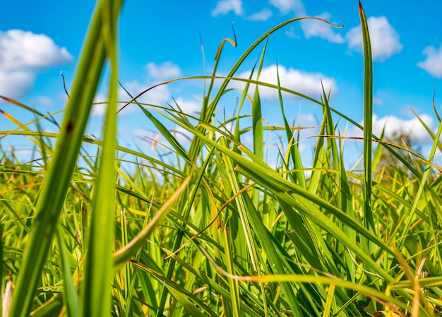 Grama de prado verde contra o céu azul