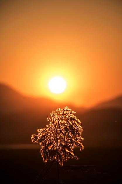 grama de prata o pôr do sol. Vista horizontal com grama de prata contra o pôr do sol de inverno.