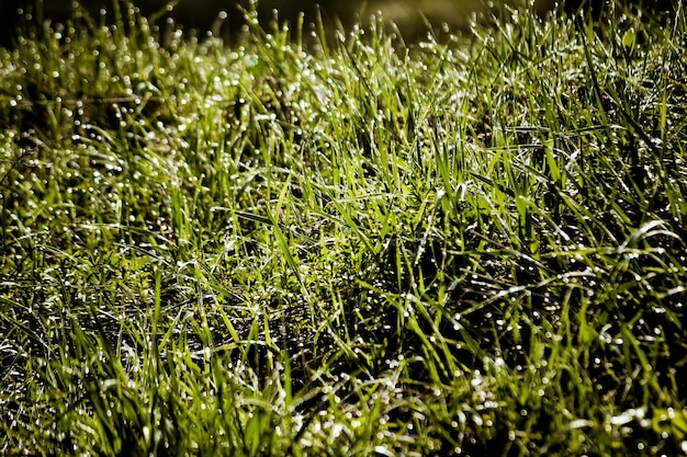 Grama de primavera com orvalho closeup com filtro