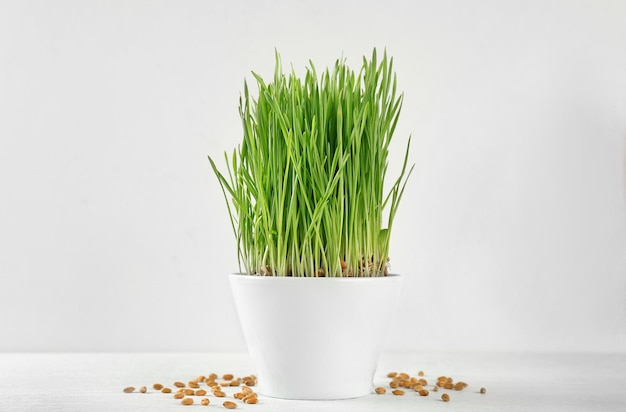 Grama de trigo fresco saudável em pote no fundo branco