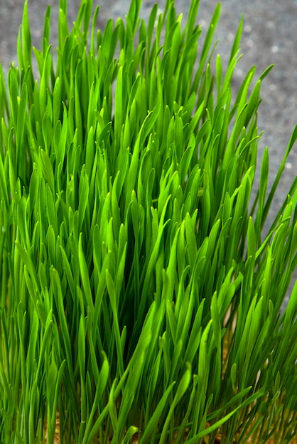 Grama de trigo. Grãos de trigo germinados em um recipiente de plástico. Wheatgrass para consumo humano. Conceito de dieta, vegetarianismo e banner de veganismo. Estilo de vida saudável.