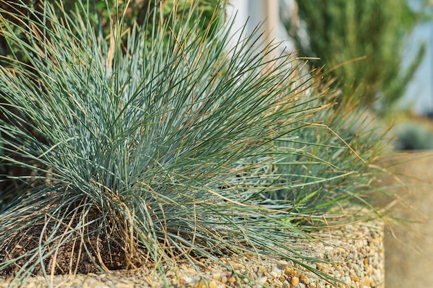 Grama decorativa no jardim fechado do parque com uma concentração de plantas úteis e bonitas