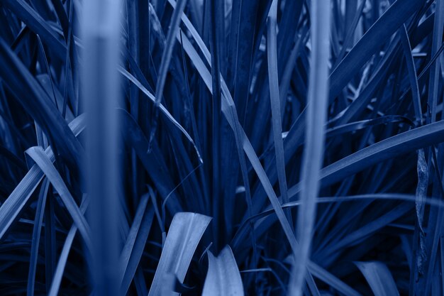 Grama deliciosa close-up. textura à base de plantas. cor azul clássica do ano 2020. papel de parede, pano de fundo