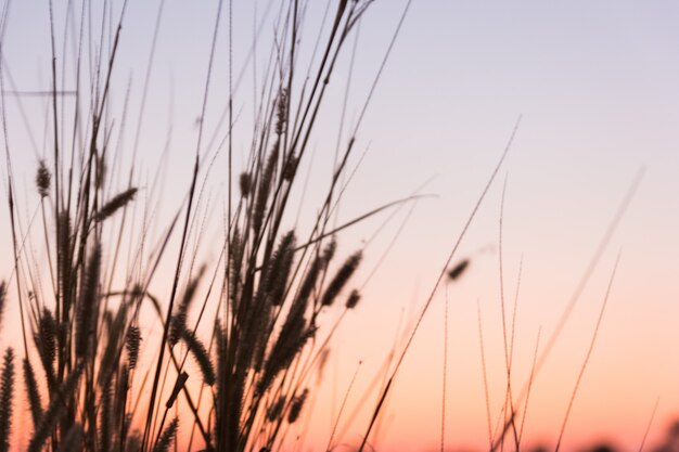 Grama desfocada no pôr do sol