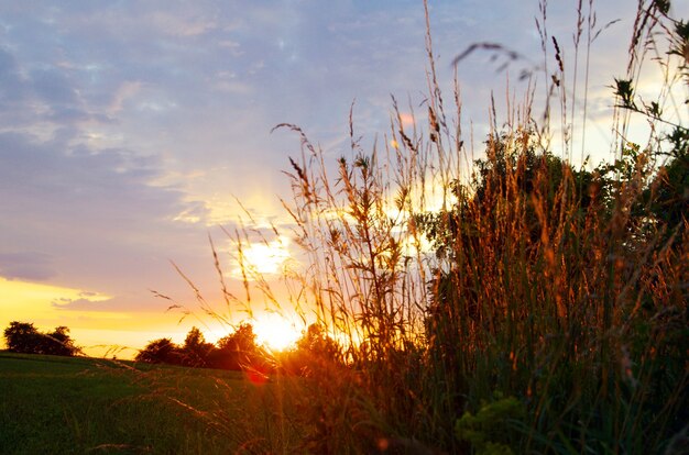 Grama do prado ao pôr do sol