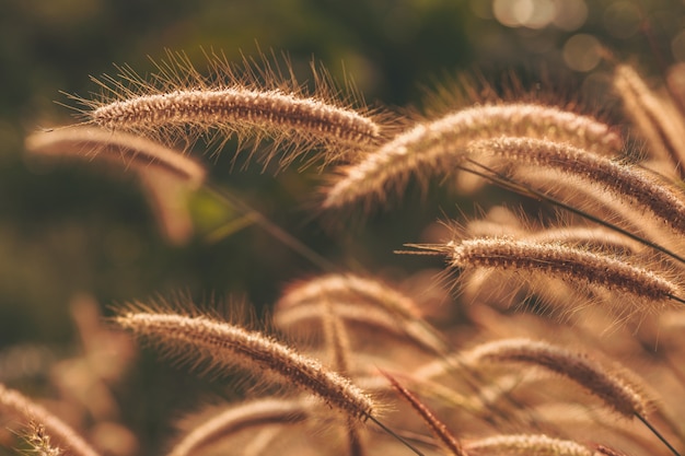 Foto grama do trin do pedicellatum do pennisetum no prado e na luz solar da manhã.