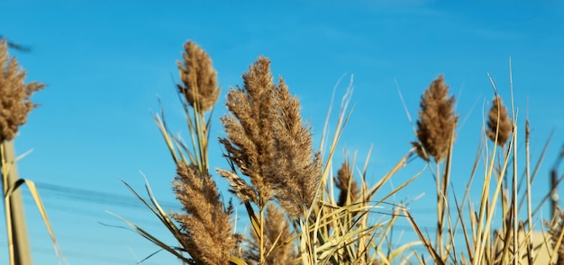 Grama dos pampas (Cortaderia selloana) no céu azul. Fundo natural de plantas macias