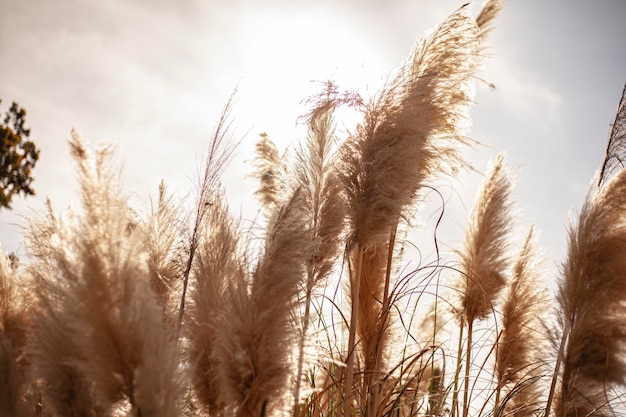 Grama dos pampas na natureza em um dia ensolarado de verão