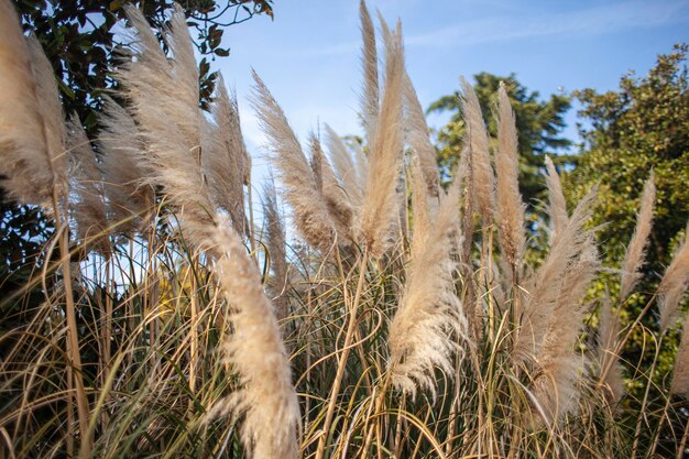 Grama dos pampas na natureza em um dia ensolarado de verão