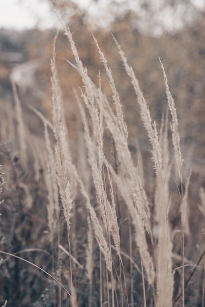 Grama dos pampas no outono Fundo natural Junco bege seco Cores neutras pastel e tons de terra Banner Foco seletivo