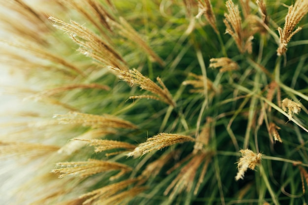 Grama dos pampas soprando ao vento Cortaderia selloana movendo-se ao vento Cena clara e clara