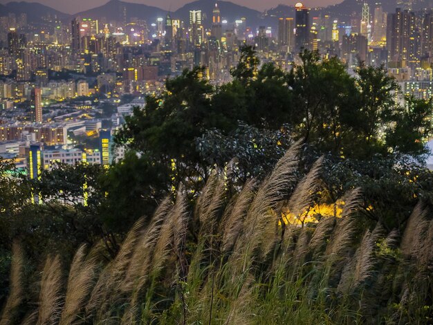 Grama e árvores crescendo contra a paisagem urbana iluminada ao anoitecer