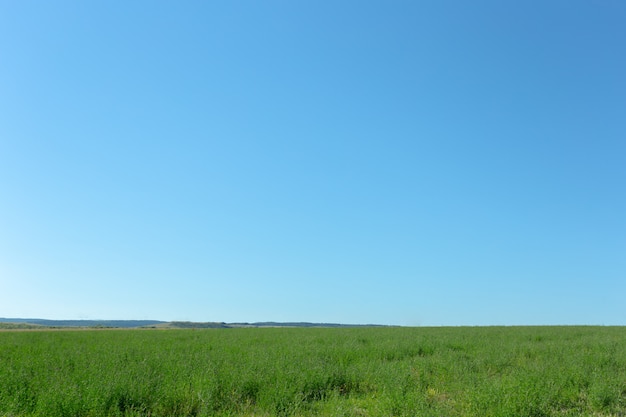 Grama e céu azul