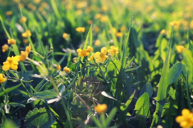 grama e flores de primavera em um campo