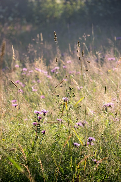 Foto grama e flores do campo do verão