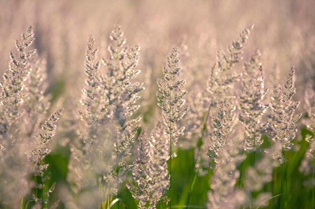 Grama e flores do campo em contraluz. Natureza e botânica floral