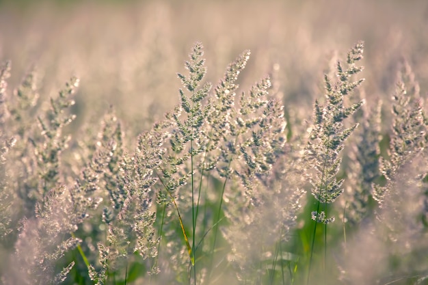 Grama e flores do campo em contraluz. Natureza e botânica floral