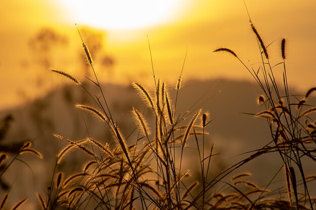 Grama e imagem de fundo obscura do sol na manhã.