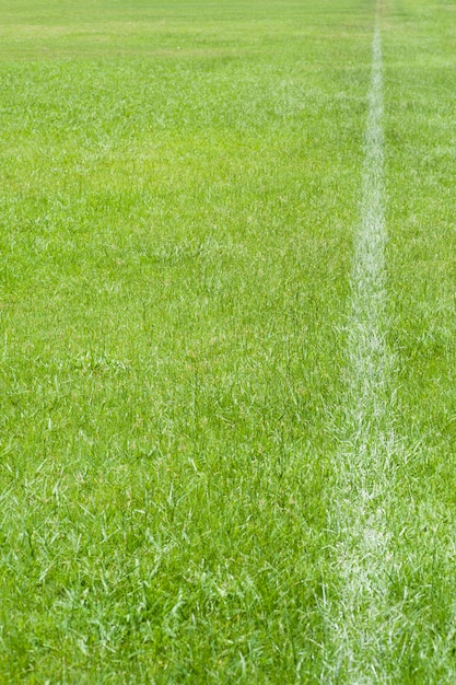 grama e linha no campo de futebol