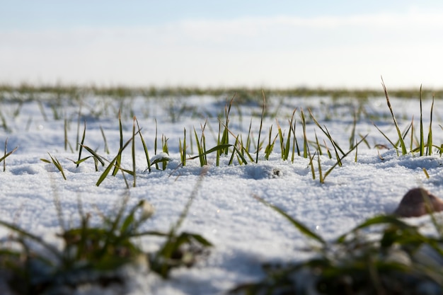 Grama e neve no inverno