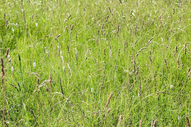 Grama em close-up do campo. textura de grama, plano de fundo para designers