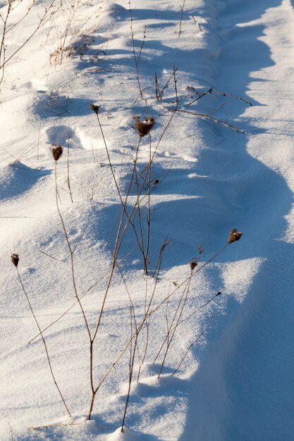 Grama em grandes montes após nevascas e nevascas, a temporada de inverno com clima frio e muita precipitação na forma de neve cobrem a grama e plantas secas