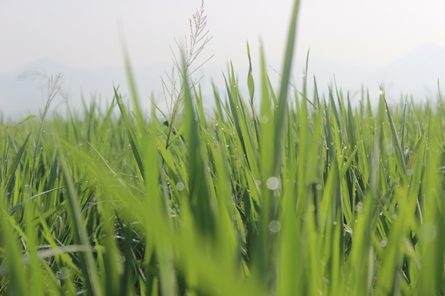 Foto grama em um campo