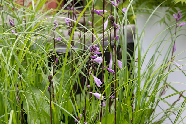 grama em um jardim com sofá