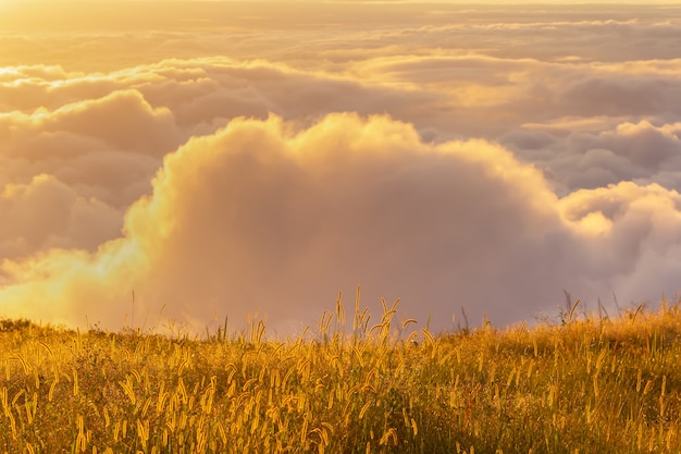 Grama flores e luz do sol da manhã em Phu Tubberk, Tailândia