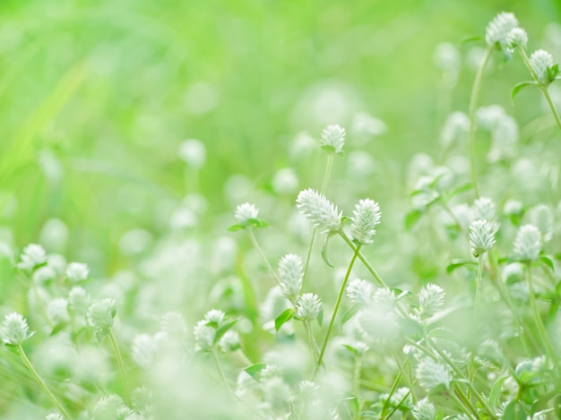 grama flores verde natureza fundo