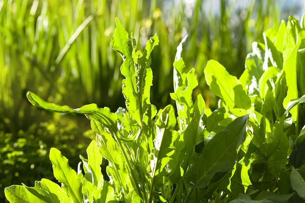 Grama fresca verde um belo vídeo com fundo de grama verde à luz do sol paisagem do jardim