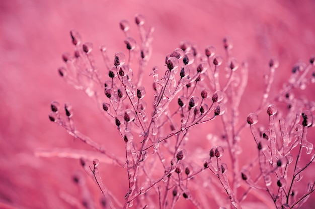 Grama gelada no inverno Campo de inverno após chuva congelante na moderna cor rosa do Pacífico