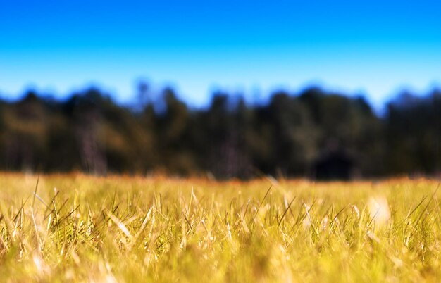 Grama horizontal no outono campo bokeh fundo hd