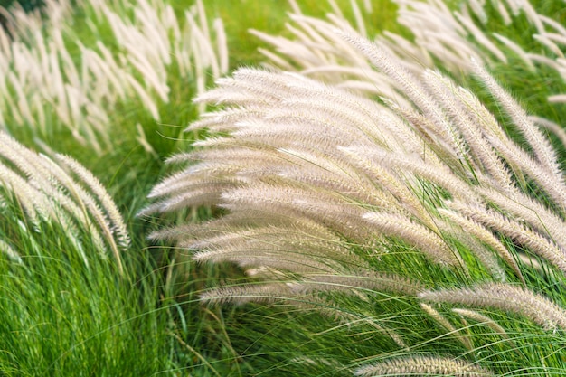 Grama imperata cylindrica beauv na natureza