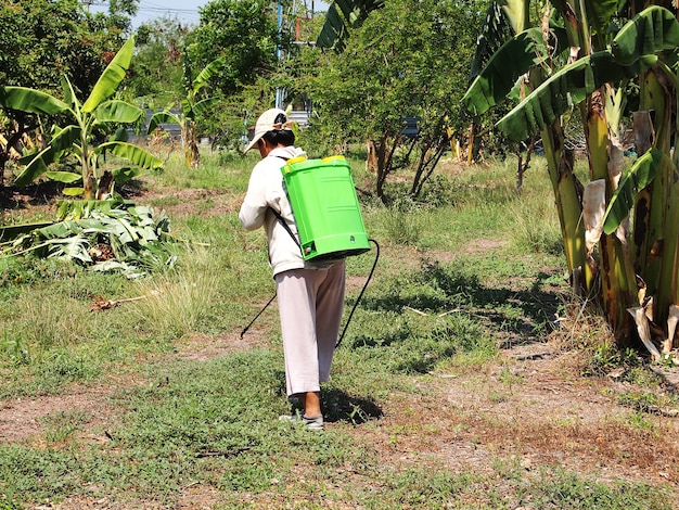 Grama injeção matar grama no jardim