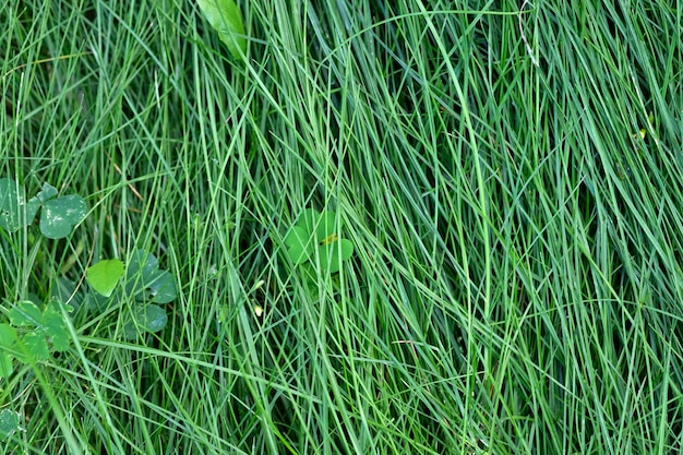 Grama longa closeup fundo verde natural Temporada de primavera