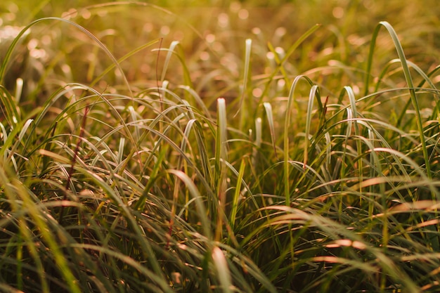 grama longa em um campo ao pôr do sol