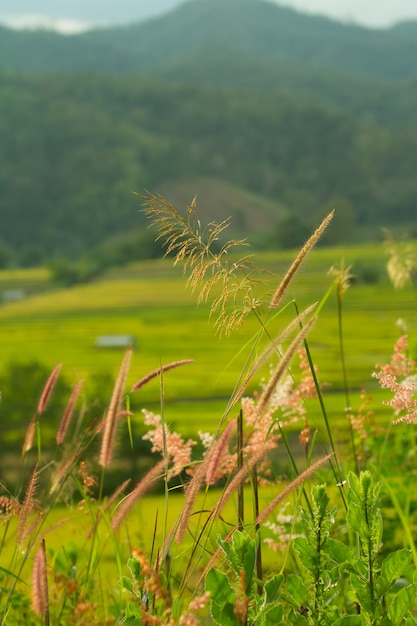 Foto grama longe do campo.