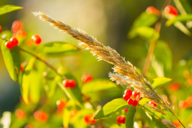 Grama madura em um fundo de frutas vermelhas