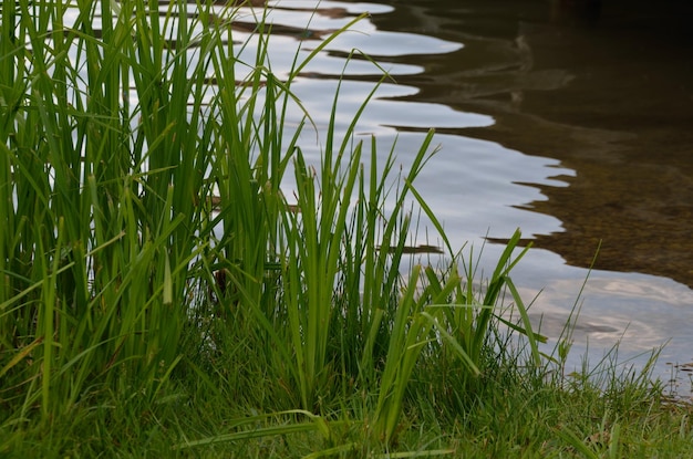 Grama na beira do lago