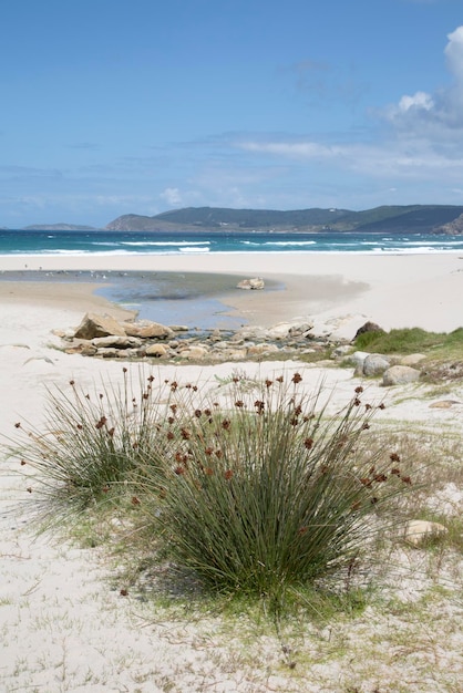 Grama na praia de Rostro, Finisterre, Costa de la Muerte, Galiza, Espanha