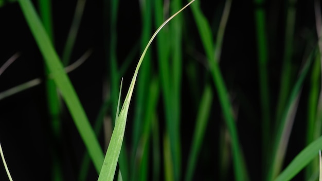 Grama no campo de arroz