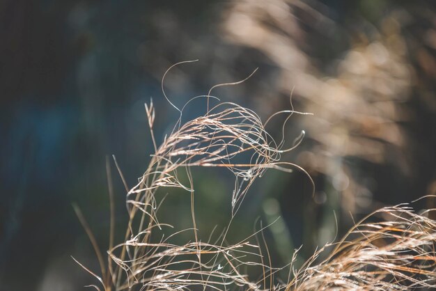 Grama no campo pampas Argentina