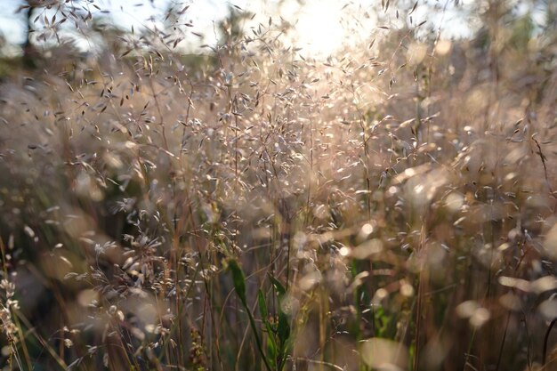 Grama no prado à luz do sol poente em um fundo desfocado