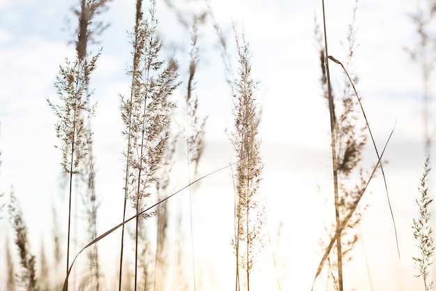 Grama-panículas secas dos Pampas contra o céu. Natureza, juncos selvagens decorativos, ecologia