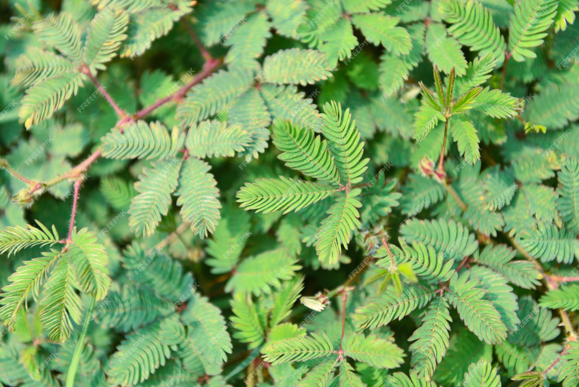 Folhas verdes da planta sensível, planta sonolenta (mimosa pudica) no fundo  verde e roxo, mostrando o significado de tímido