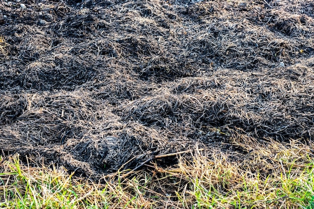 Grama queimada e cinzas de palha em terras agrícolas usadas para fertilizante orgânico